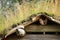 Detail of sod roof in traditional Sami architecture