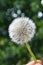 Detail of a `Soffione`, Italian name of the seeds of the Dandelion plant