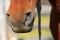 Detail of the soft muzzle of young brown stallion