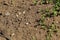 Detail of soil ground with some green weed and small stones