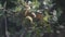 Detail of some acorns on the oak tree with branches with green leaves in the middle of the forest in Catalonia, Spain