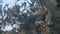 Detail of some acorns on the oak tree with branches with green leaves in the middle of the forest in Catalonia, Spain