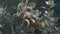 Detail of some acorns on the oak tree with branches with green leaves in the middle of the forest in Catalonia, Spain