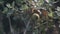 Detail of some acorns on the oak tree with branches with green leaves in the middle of the forest in Catalonia, Spain