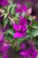 Detail of some Bougainvillea flowers in a garden