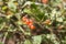 Detail of some wild fruits of La Gomera forest