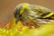 Detail of songbird in the nice moss. Eurasian Siskin, Carduelis spinus, song bird sitting on the branch with yellow lichen, clear