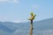 Detail of Spanish fir tree or Pinsapo (abies pinsapo) - Zahara de la Sierra, Andalusia, Spain