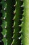 Detail of spikes of cactus Euphorbia trigona, also called African Milk Tree