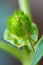 Detail of spiky seed capsule of hallucinogen plant Devil`s Trumpet Datura Stramonium, also called Jimsonweed.