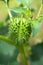 Detail of spiky seed capsule of hallucinogen plant Devil`s Trumpet Datura Stramonium, also called Jimsonweed.