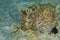 Detail of spotted sea hare