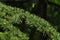 Detail of spring branch and needle fascicles of coniferous tree Atlas Cedar, latin name Cedrus Atlantica