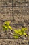 detail of spring vine branch, Southern Moravia, Czech Republic