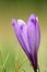 Detail of spring wild crocus