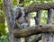 Detail of a squirrel in New York\\\'s Central Park.