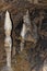 Detail of Stalactite and stalagmite in Aggtelek cave