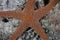 Detail of Starfish