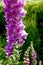 Detail of stately foxglove spire with blurred greens of garden in background.