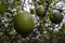 Detail of the still unripe fruits of the Sicilian lemon (Citrus limon)