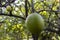 Detail of the still unripe fruits of the Sicilian lemon (Citrus limon)