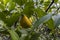 Detail of the still unripe fruits of the Sicilian lemon (Citrus limon)