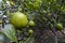 Detail of the still unripe fruits of the Sicilian lemon (Citrus limon)