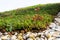 Detail of stones on extensive green living roof vegetation covered