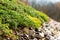 Detail of stones on extensive green living roof vegetation covered