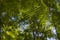 Detail of sunlight passing through small green leaves of Persian silk tree on blurred greenery of garden