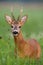 Detail of surprised roe deer buck in summer standing in high grass