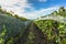 Detail of sweet organic juicy grapevine in autumn. Close up of red grapes in a vineyard, panoramic background, grape