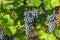 Detail of sweet organic juicy grapevine in autumn. Close up of red grapes in a vineyard, panoramic background, grape harvest