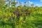 Detail of sweet organic juicy grapevine in autumn. Close up of red grapes in a vineyard, panoramic background, grape harvest