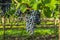 Detail of sweet organic juicy grapevine in autumn. Close up of red grapes in a vineyard, panoramic background, grape harvest