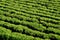 Detail of the tea plants - abstract