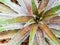 Detail texture and thorns at the edge and leaves of the Bromeliad leaves