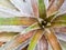 Detail texture and thorns at the edge and leaves of the Bromeliad plant