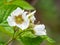 Detail Of Thimbleberry Flower