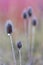 Detail of a thistle field on a blurred background