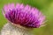 Detail of the Thistle Flower on a meadow close-up