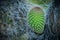 Detail of a thorny cactus