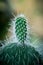 Detail of a thorny cactus