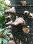 Detail of thorny tree Ceiba speciosa