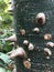 Detail of thorny tree Ceiba speciosa