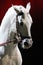 Detail of a thoroughbred lipizzan stallion head from profile