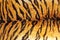 Detail of tiger stripes on leather