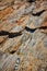 Detail of tiny mineral quartz vein running through rocks in Maine