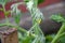 Detail of a tomato plant with panicle