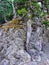 Detail of Tree Growing Through Rock Face